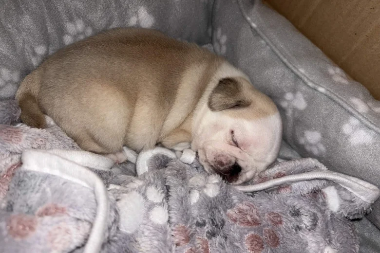Pug