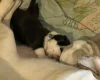 Pug