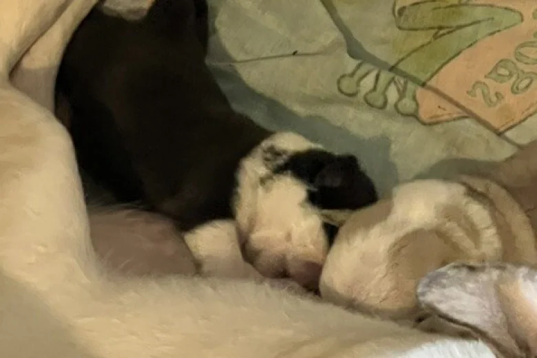 Pug