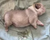 Pug