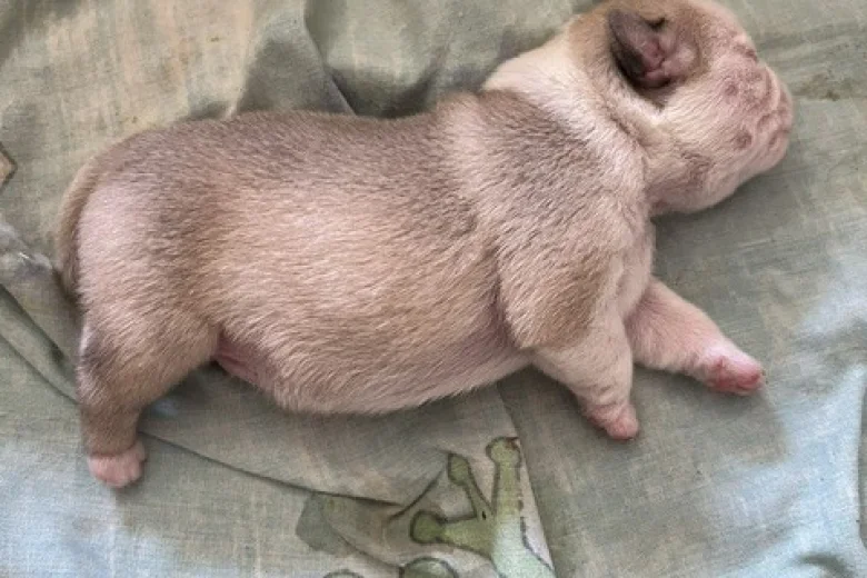 Pug