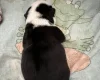 Pug