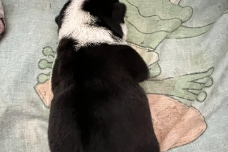 Pug