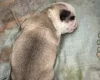 Pug