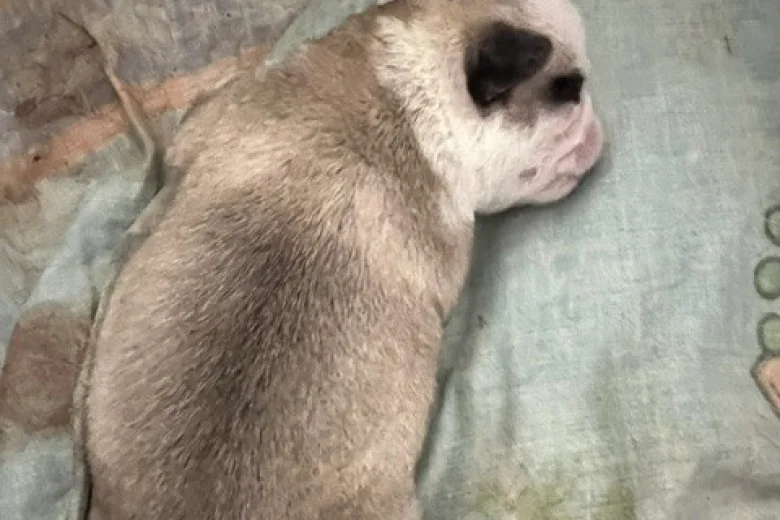 Pug