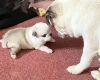 Pug