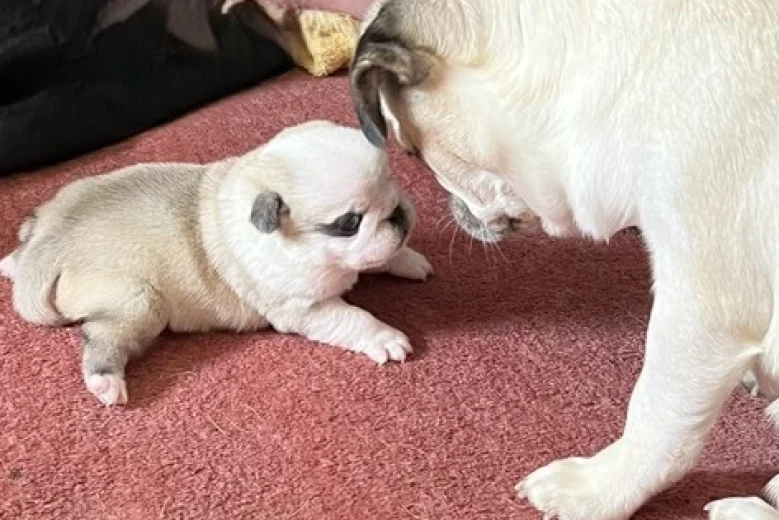 Pug