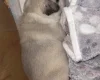 Pug