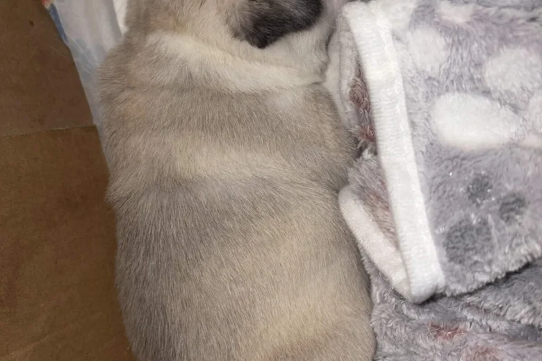Pug