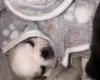 Pug