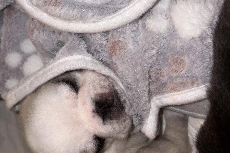 Pug