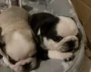 Pug