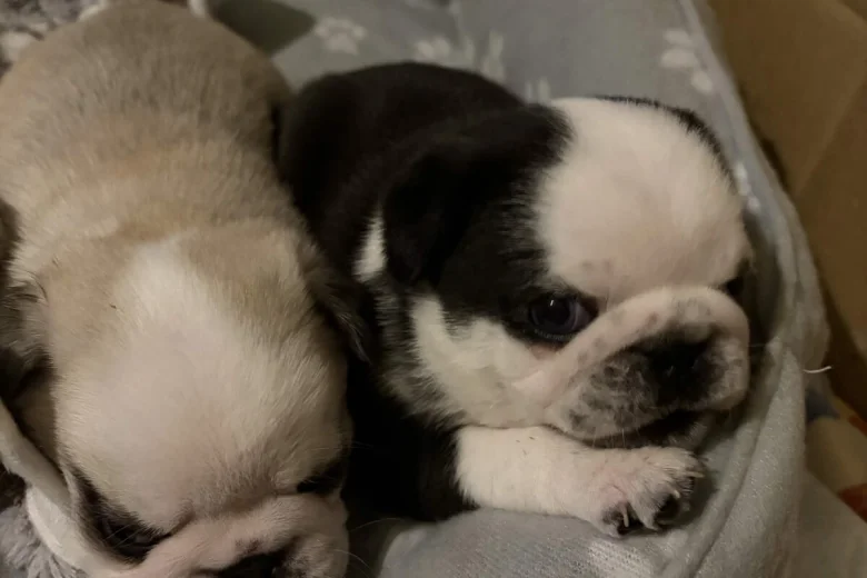 Pug