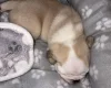 Pug