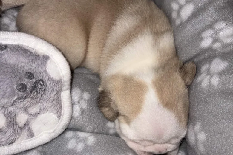 Pug