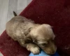 Dachshund (Long Haired)