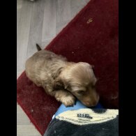 Dachshund (Long Haired)