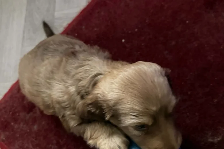 Dachshund (Long Haired)