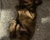 Dachshund (Long Haired)