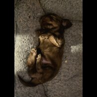 Dachshund (Long Haired)