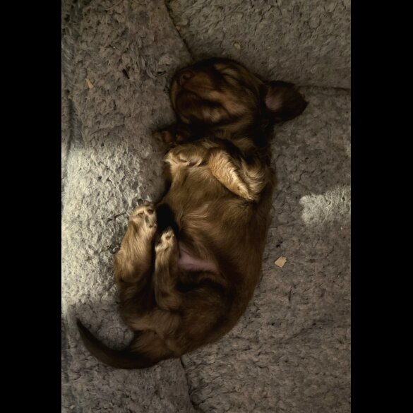 Dachshund (Long Haired)