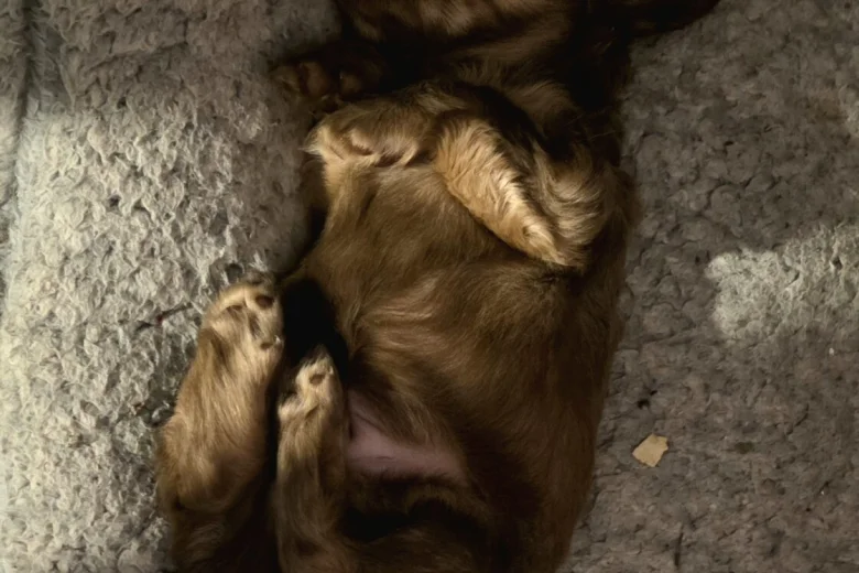 Dachshund (Long Haired)