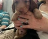 Dachshund (Long Haired)