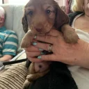 Dachshund (Long Haired)