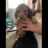 Dachshund (Long Haired)
