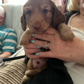 Dachshund (Long Haired)