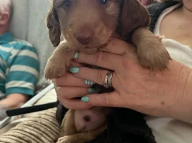 Dachshund (Long Haired)