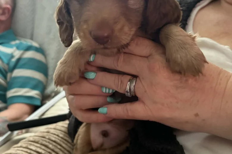 Dachshund (Long Haired)