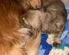 Dachshund (Long Haired)
