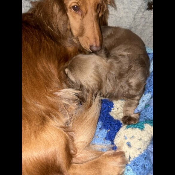 Dachshund (Long Haired)
