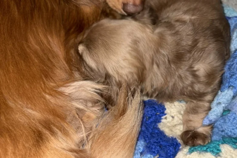 Dachshund (Long Haired)