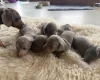 Dachshund (Smooth Haired)
