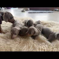 Dachshund (Smooth Haired)