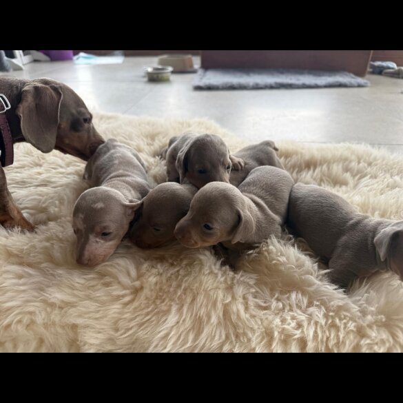 Dachshund (Smooth Haired)