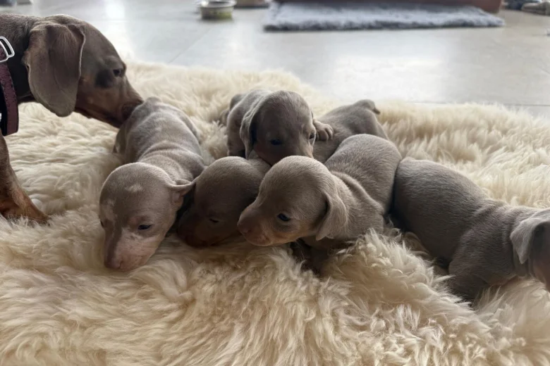 Dachshund (Smooth Haired)
