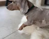 Dachshund (Smooth Haired)