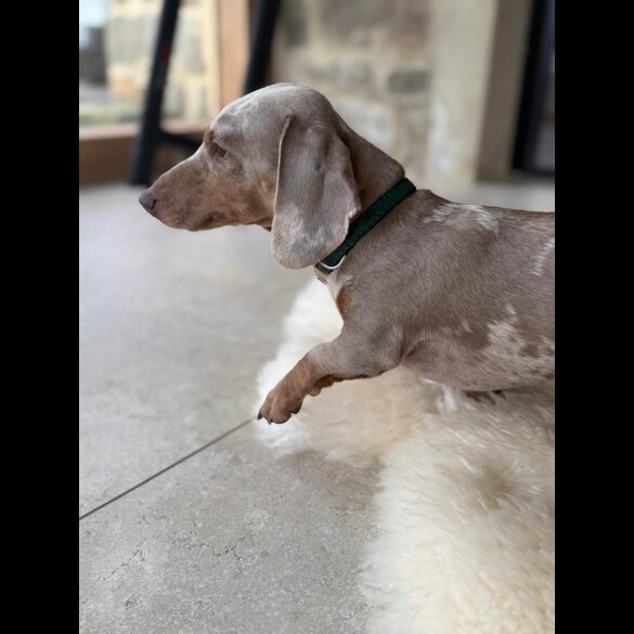 Dachshund (Smooth Haired)