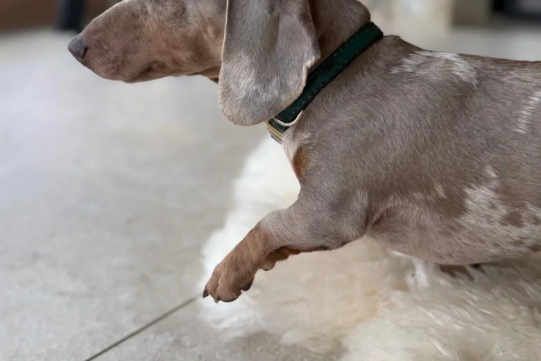 Dachshund (Smooth Haired)