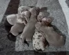 Dachshund (Smooth Haired)