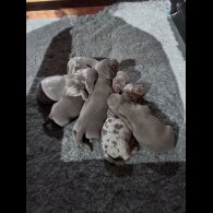 Dachshund (Smooth Haired)