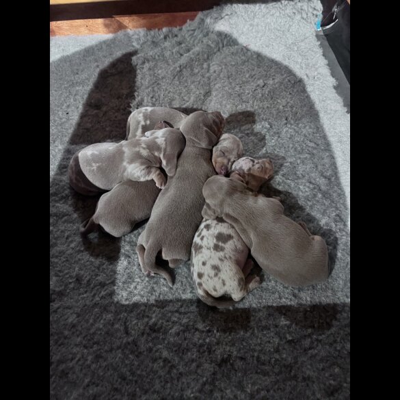 Dachshund (Smooth Haired)