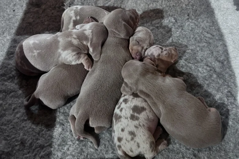 Dachshund (Smooth Haired)