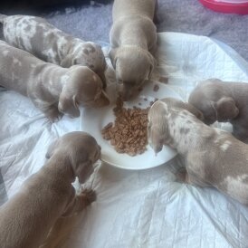 Dachshund (Smooth Haired)