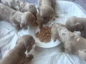 Dachshund (Smooth Haired)