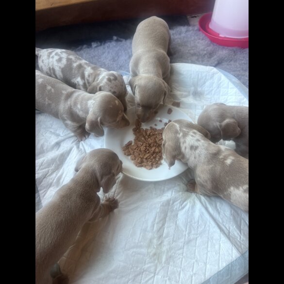 Dachshund (Smooth Haired)