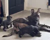 Cane Corso